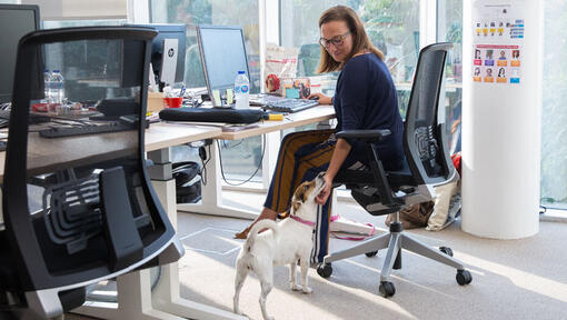 Frau am Schreibtisch streichelt das Kinn von Jack Russell