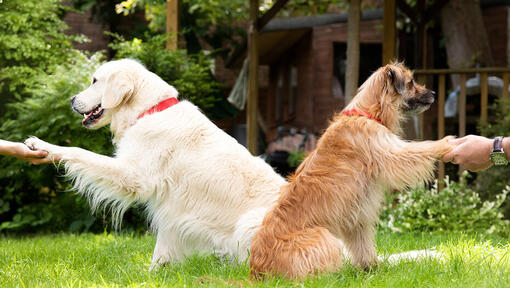 Hunde im Grünen