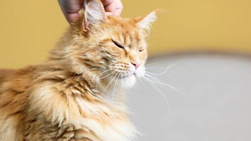 Ginger cat being scratched