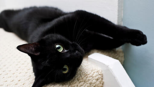 Orientalische schwarze Katze mit grünen Augen, auf der Seite liegend.