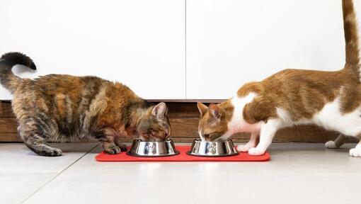 Zwei Katzen, die nebeneinander aus Schüsseln fressen
