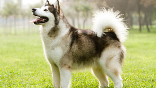 Alaskan Malamute schaut auf.