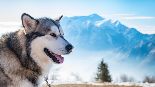 Alaskan Malamute auf dem Hintergrund der Alaska Range.