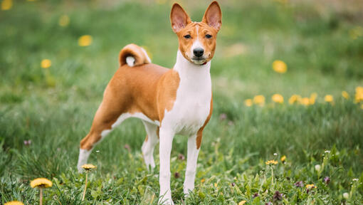 Brauner Basenji, der auf Gras steht.