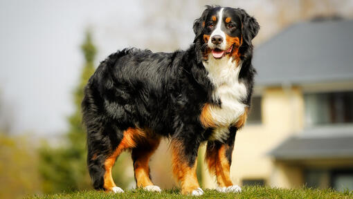 Berner Sennenhund, der im Hinterhof steht