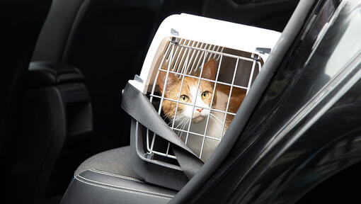 Cat in carrier in car