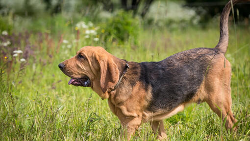 Bloodhound im Wald