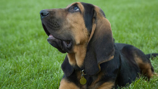 Bloodhound sieht den Besitzer an