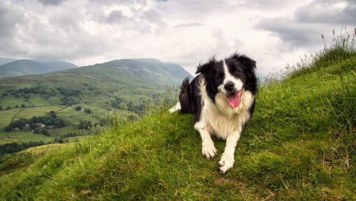 Border Collie sitzt in den Bergen.