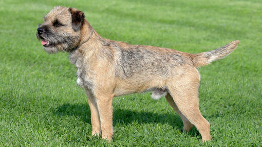 Border Terrier steht gerade auf dem Rasen.