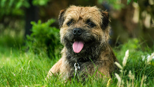 Border Terrier Welpe im Gras liegend