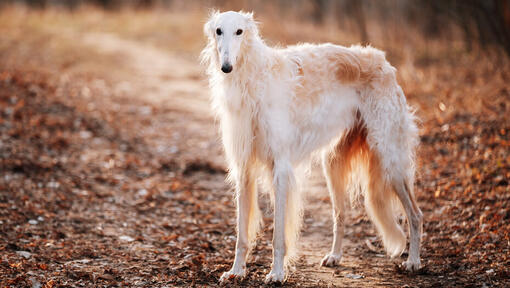 weiße Borzoi, die auf der Spur stehen