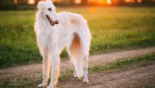 weißer Borzoi-Hund, der nach rechts schaut