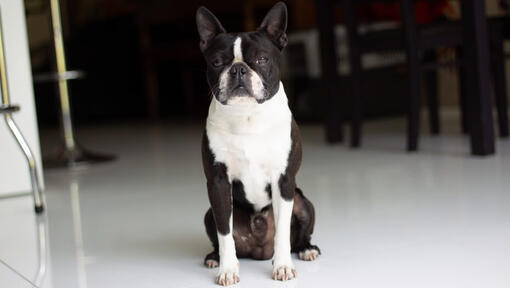 Boston Terrier sitzt in der Mitte des Raumes