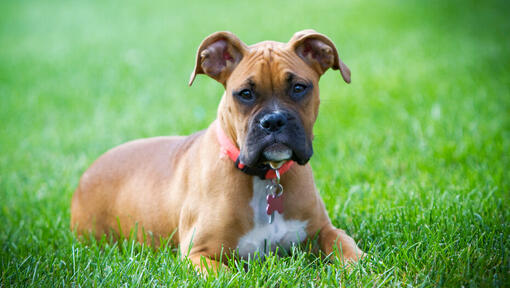 Junior Boxer im Gras liegen