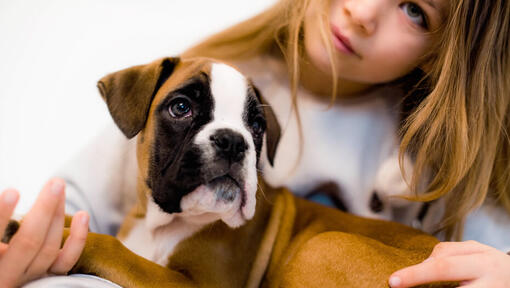 ein junges Mädchen, das einen Boxerwelpen hält