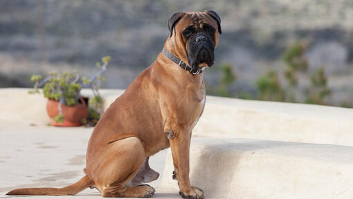 Bullmastiff