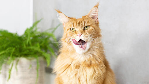 Katze leckt sich nach dem Essen den Mund