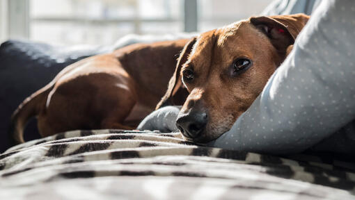 Kleiner brauner Hund, der auf einem Kissen liegt