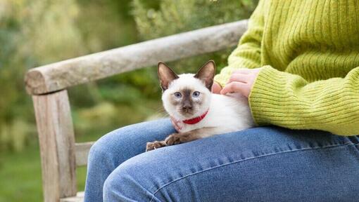 Kitten with red collar sitting on owner's lap