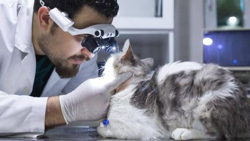 Tierarzt untersucht die Augen einer Katze