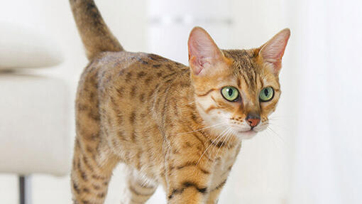 Nahaufnahme der Bengalkatze mit grünen Augen