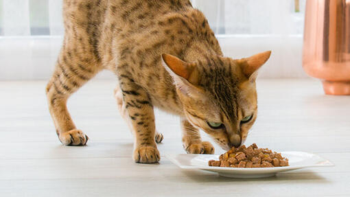 Bengalkatze, die Nassfutter isst