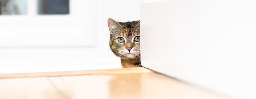 Cat peaking around wall
