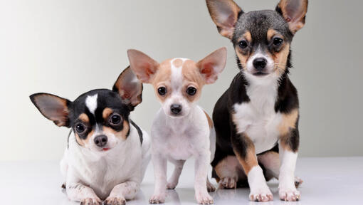 Drei Chihuahua