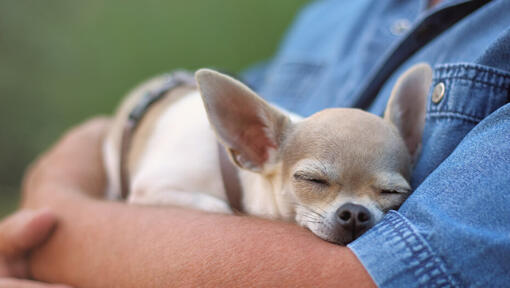 Chihuahua, der auf den Händen des Mannes schläft.