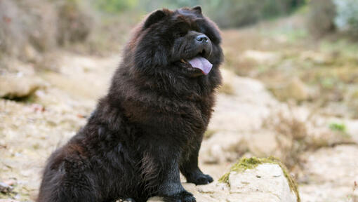 Schwarzer Chow-Chow-Hund sitzt