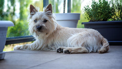 Weißer Hund, der auf einem Balkon sitzt