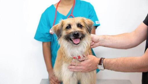 Ein Tierarzt, der einen langhaarigen Hund inspiziert