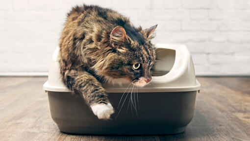 Katze mit Katzentoilette.