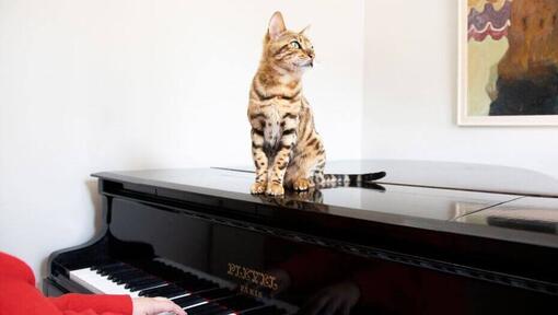 Bengalische Katze, die auf einem Klavier sitzt.