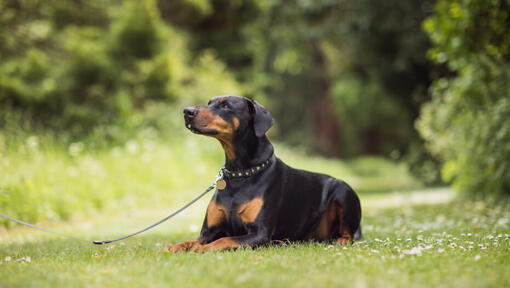 Dobermann liegt im Gras