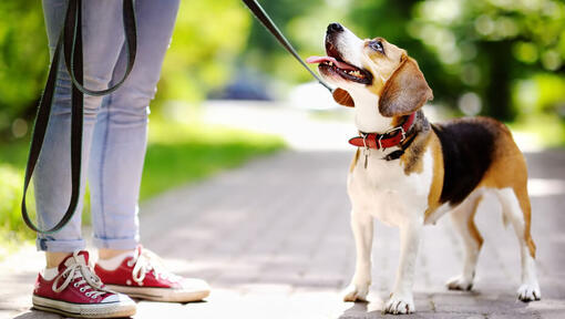 Jack Russell Terrier mit herausgestreckter Zunge blickt seinen Besitzer an.