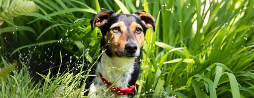 Hund sitzt in Büschen