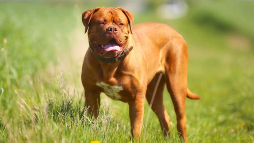 Dogue de Bordeaux steht auf dem Gras