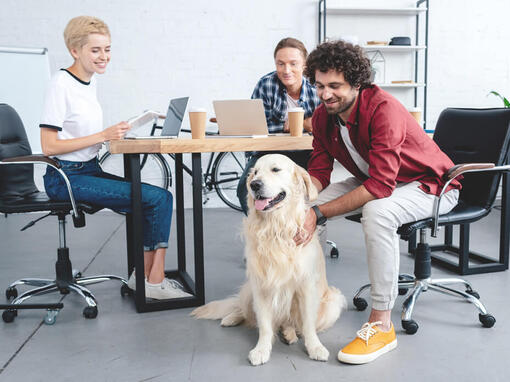 Golden Retriever saß mit Gruppenarbeit am Schreibtisch