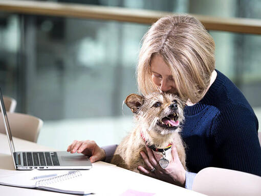 Terrier saß auf dem Schoß einer Frau, als sie am Laptop arbeitete