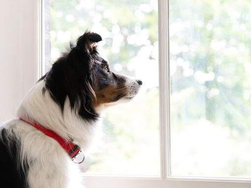 Hund guckt aus dem Fenster