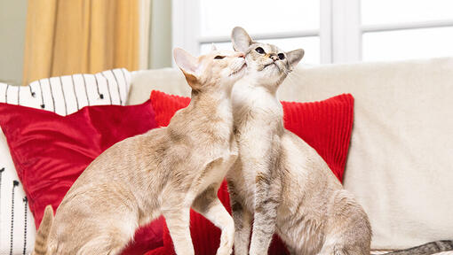 Zwei Katzen, die auf dem Sofa aufblicken