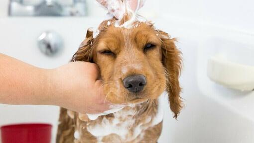 Welpe mit Shampoo auf den Kopf gerieben