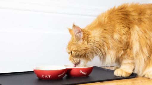 Ingwer flauschige Katze, die von einer Schüssel isst