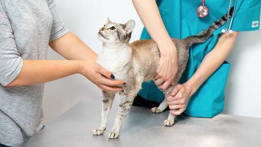 Tierarzt untersucht eine Katze