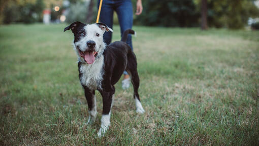 Schwarzer und weißer Hund an der Leine mit seinem Besitzer