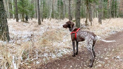 Deutscher Kurzhaar Pointer im Wald spazieren