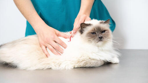 Tierarzt untersucht das Fell einer flauschigen Katze.