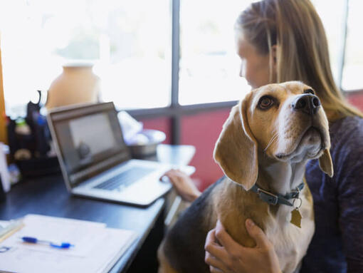 Hund mit Frauchen im Büro